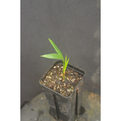 Satakentia liukiuensis - Satake-Palme