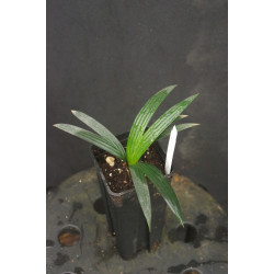 Sommieria leucophylla - Glatte Palme