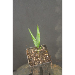 Veitchia subdisticha (syn. Drymophloeus subdistichus)