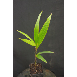 Verschaffeltia splendida - Seychelles Stilt Palm