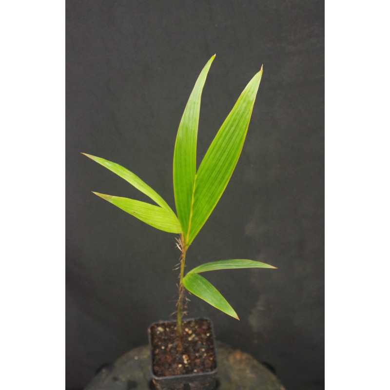 Verschaffeltia splendida - Seychelles Stilt Palm