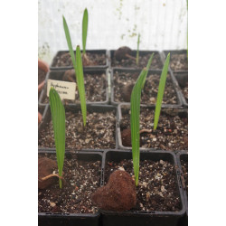 Hyphaene coriacea - Ilala Palm, Eastafrican Doum Palm