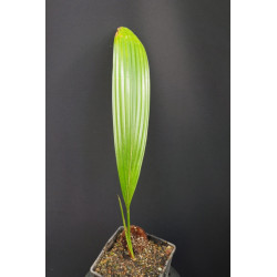 Pholidocarpus majadum - Kepang Palm