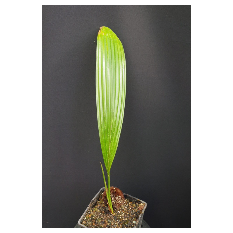 Pholidocarpus majadum - Kepang-Palme