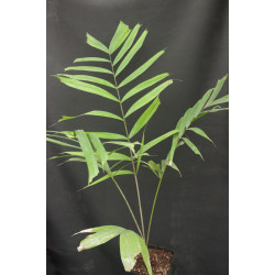 Ptychosperma sp. "Nicolai"