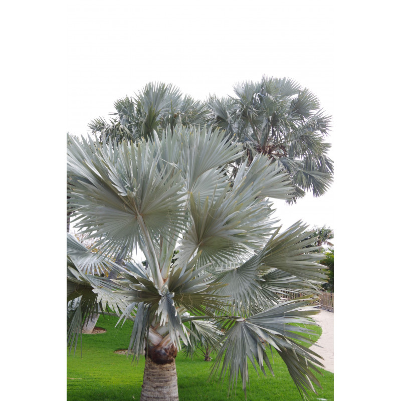 Bismarckia nobilis - Bismarck-Palme