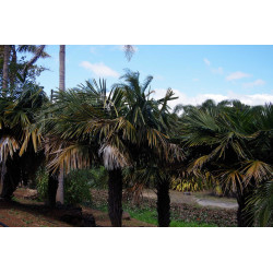 Syagrus schizophylla - Arikury-Palme