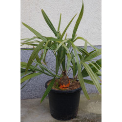 Rhapidophyllum hystrix - Nadelpalme