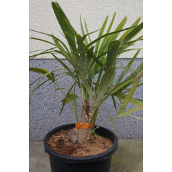 Rhapidophyllum hystrix - Nadelpalme