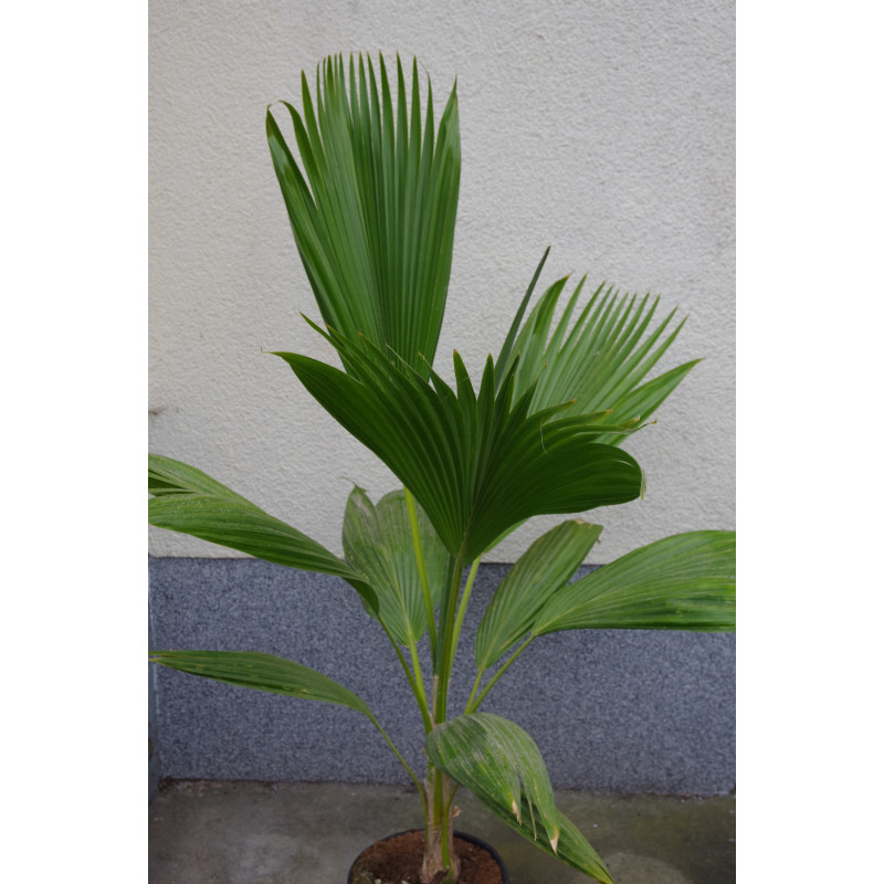 Pritchardia hillebrandii - Molokai Fächerpalme