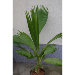 Pritchardia hillebrandii - Molokai Fächerpalme