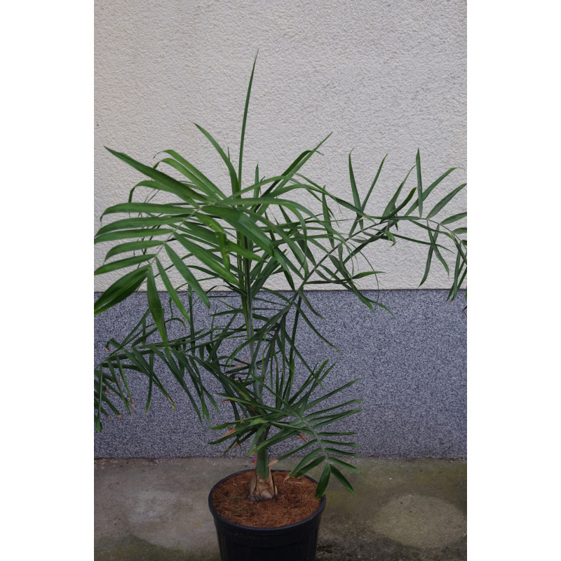 Chamaedorea plumosa - Bushy mountain palm