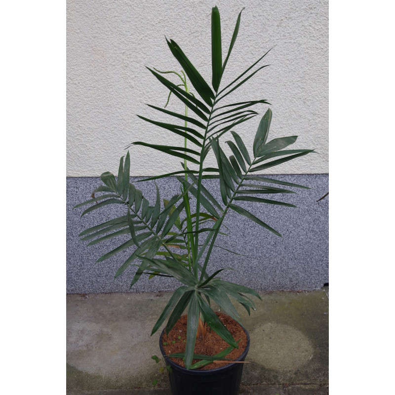 Chamaedorea radicalis - Frostharte Bergpalme