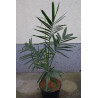 Chamaedorea radicalis - Frostharte Bergpalme
