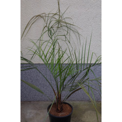 Butia odorata - Geleepalme