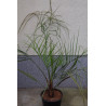 Butia odorata - Geleepalme