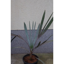Bismarckia nobilis - Bismarck-Palme