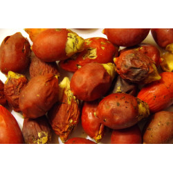 Veitchia joannis - Joannis-Palme