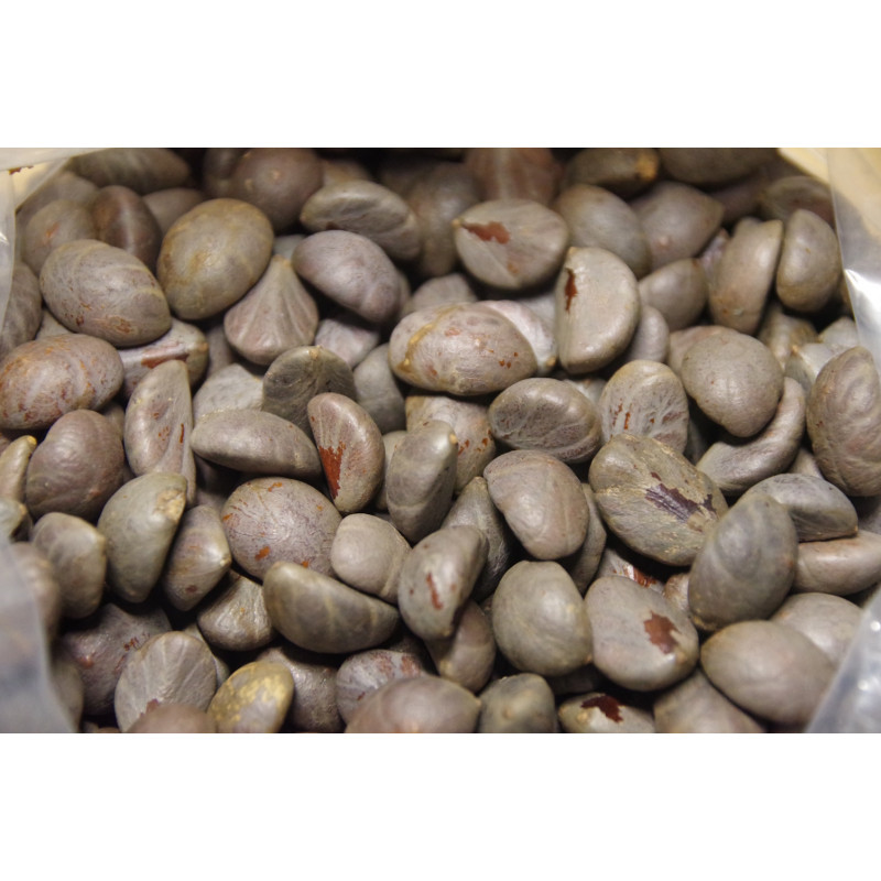 Arenga micrantha - Tibet-Zuckerpalme