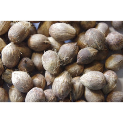 Syagrus schizophylla - Arikury-Palme