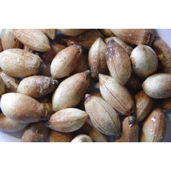 Veitchia joannis - Joannis-Palme