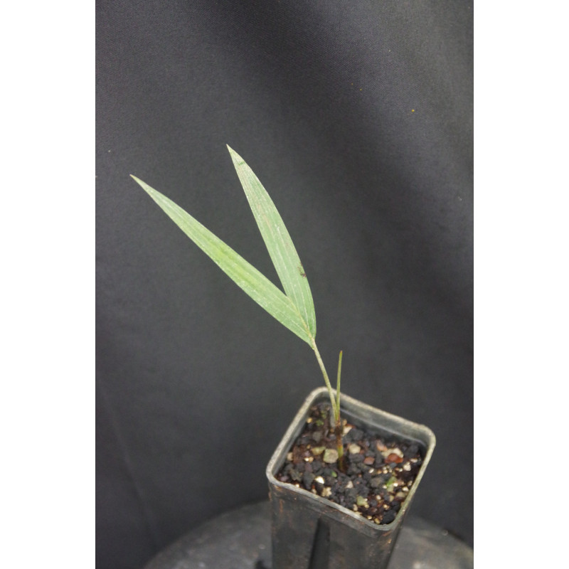 Adonidia dransfeldii