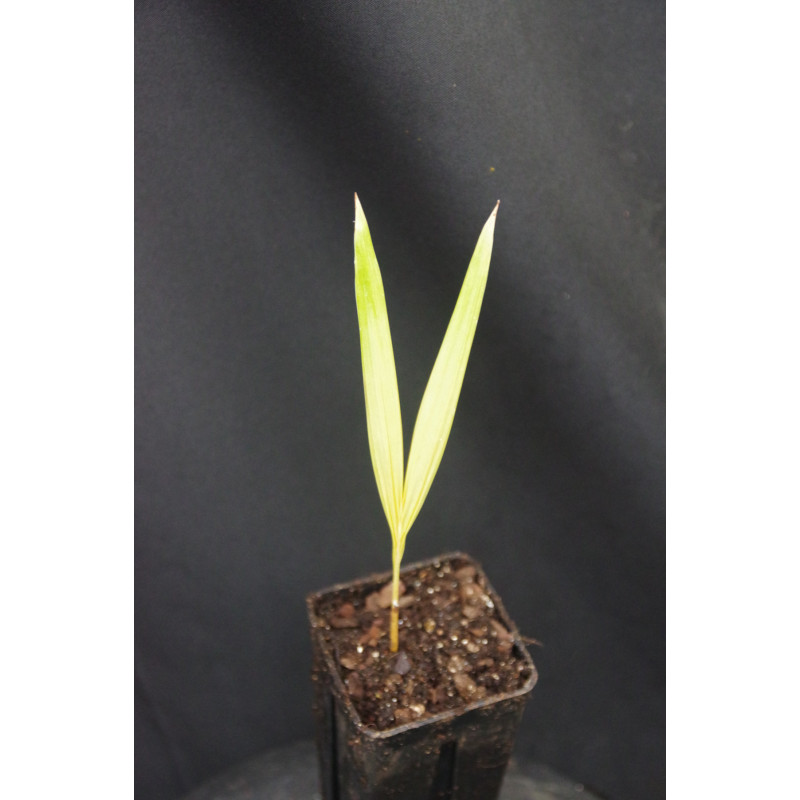 Adonidia merrillii "Golden Form"