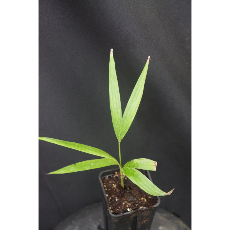 Archontophoenix X "Albang"