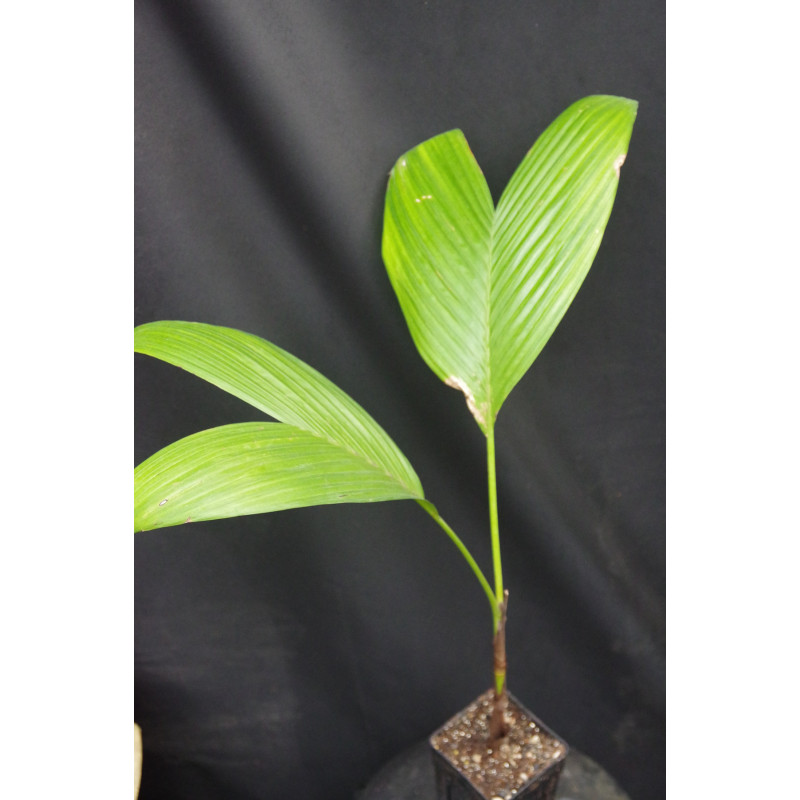 Areca catechu "Dwarf" - Betelnut Palm