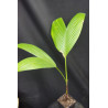 Areca catechu "Dwarf" - Betelnut Palm
