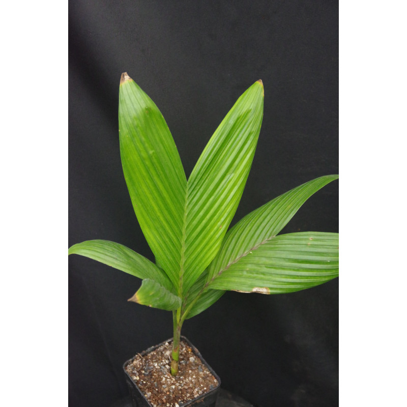 Areca catechu "Dwarf" - Betelnusspalme