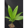 Areca catechu "Dwarf" - Betelnusspalme