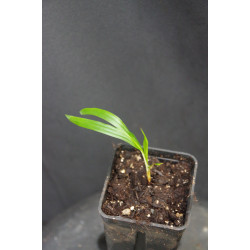 Burretiokentia hapala - Rasta Palm