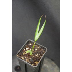 Burretiokentia vieillardii