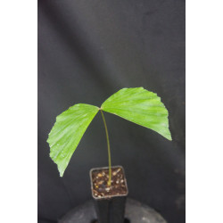 Caryota maxima "Himalaya"