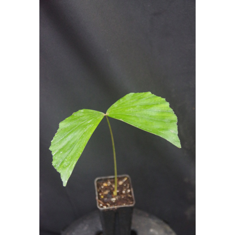 Caryota maxima "Himalaya"