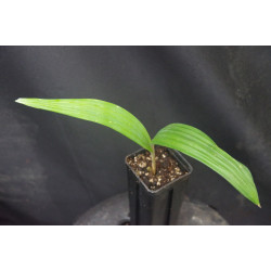 Cryosophila warszewiczii - Wurzelstachel-Palme