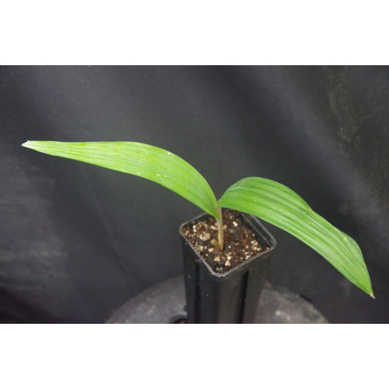 Cryosophila warszewiczii - Wurzelstachel-Palme