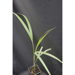 Dictyosperma album var. rubrum - Hurrican-Palme