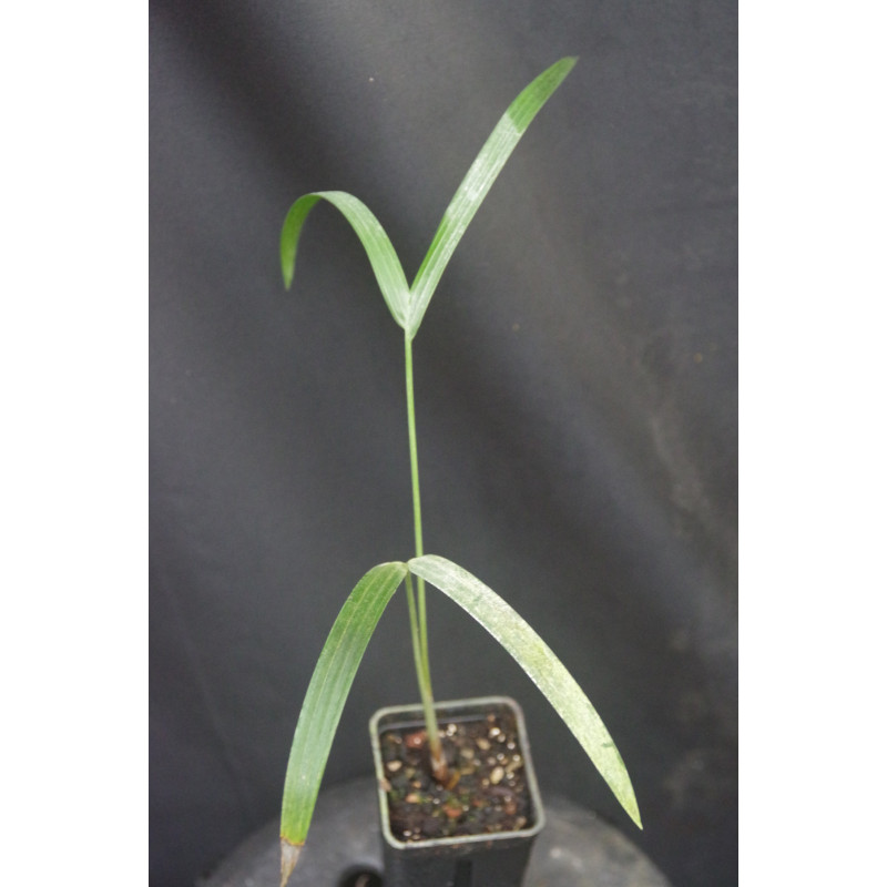 Dypsis decaryi (syn. Chrysalidocarpus d.) - Dreieckpalme