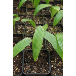 Lanonia dasyantha - Vietnamesische Paradiespalme