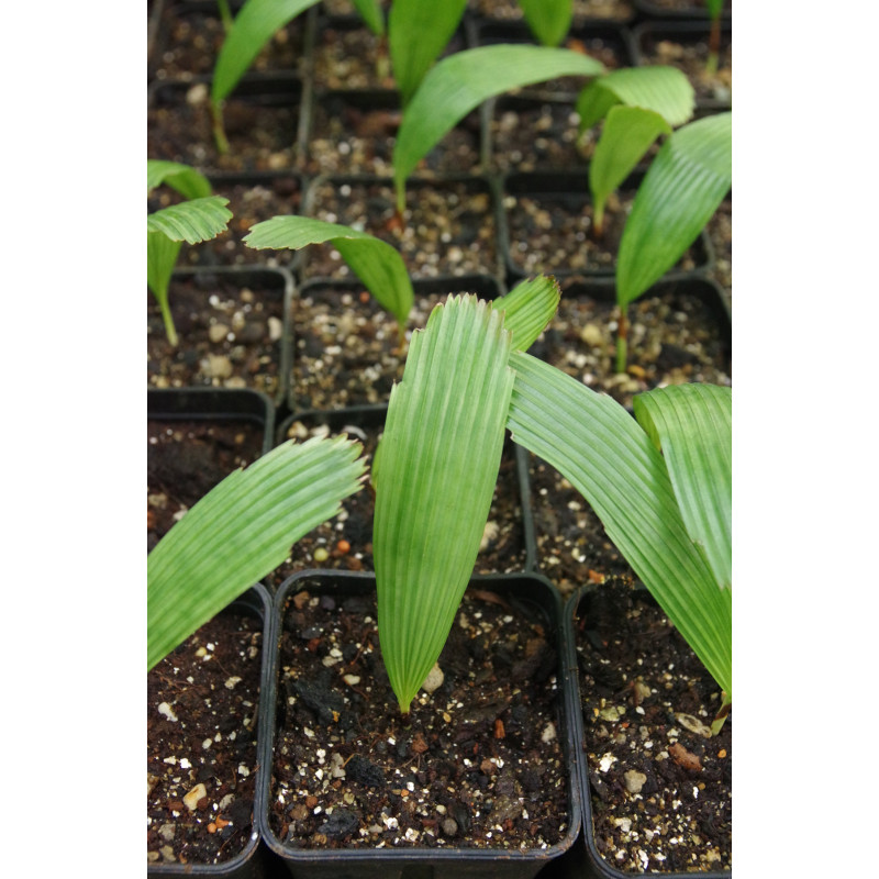 Lanonia dasyantha - Vietnamese Fan Palm