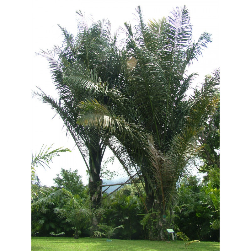 Arenga pinnata - Zuckerpalme