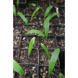 Licuala mattanensis "Mapu"