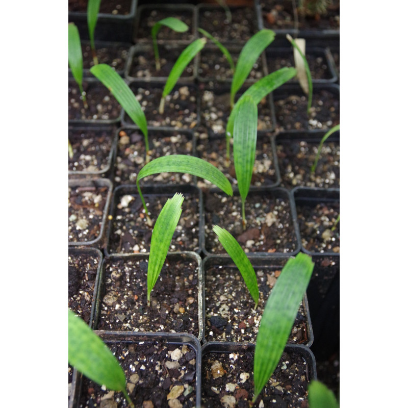 Licuala mattanensis "Mapu" - Mapu-Palme