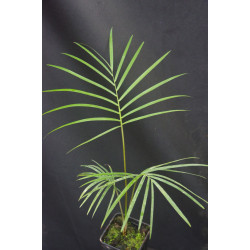 Ravenea glauca "Isalo" - Sihara-Palme