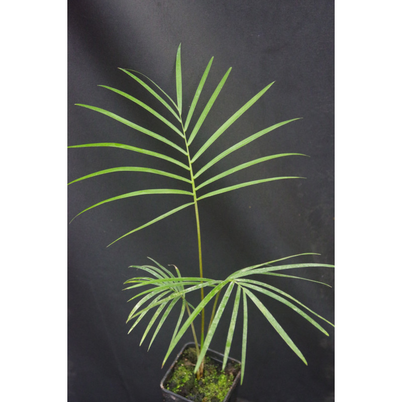 Ravenea glauca "Isalo" - Sihara-Palme