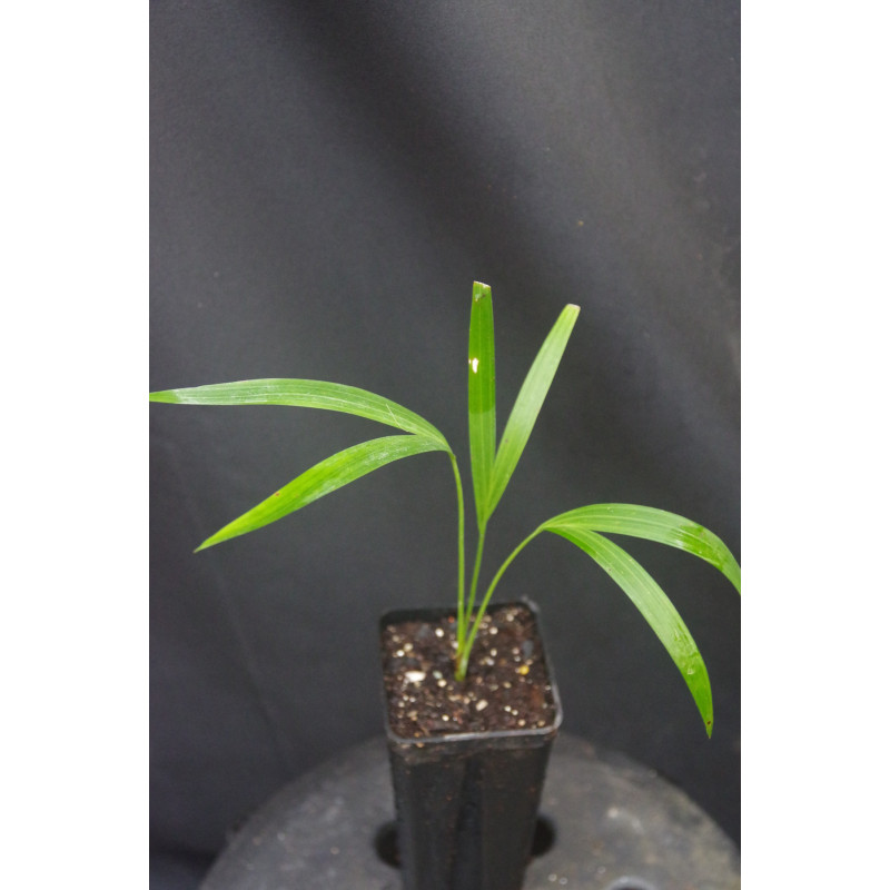 Ravenea sambiranensis - Soindro-Palme