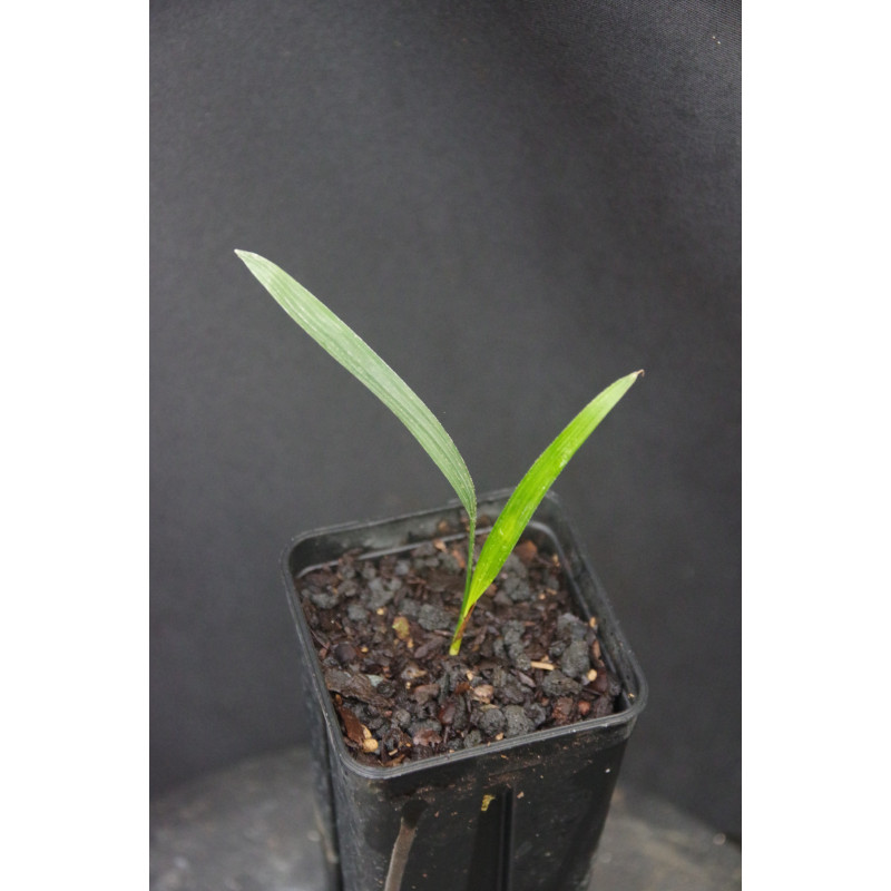 Rhapis micrantha - Beccaris Steckenpalme