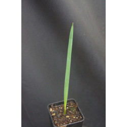 Sabal sp. "Tamaulipas"